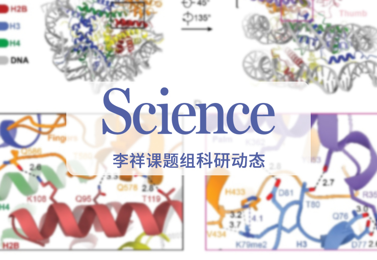 Science | 李祥团队揭示menin为H3K79me2组蛋白修饰的“阅读器”