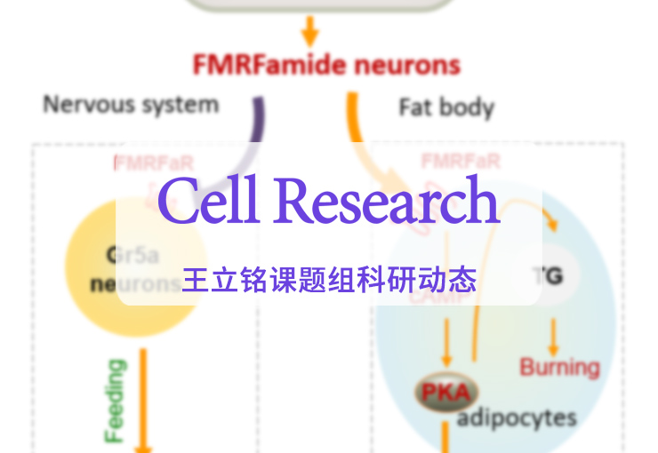 Cell Res | 王立铭课题组揭示高蛋白食物中的减脂“密码”